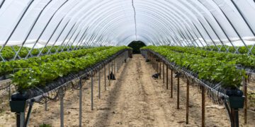 Tech Innovations Transforming the Future of Agriculture
