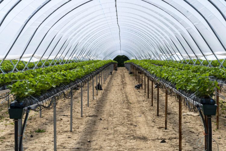 Tech Innovations Transforming the Future of Agriculture