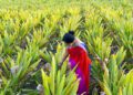 Empowering Women in India's Agribusiness Sector