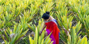 Empowering Women in India's Agribusiness Sector