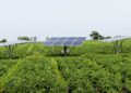 Diversifying Indian Agribusiness: Exploring New Avenues Beyond Traditional Farming