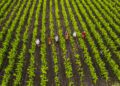 Sustainable Practices: The Shift Towards Regenerative Agriculture