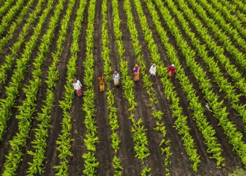 Sustainable Practices: The Shift Towards Regenerative Agriculture