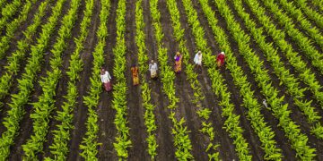Sustainable Practices: The Shift Towards Regenerative Agriculture