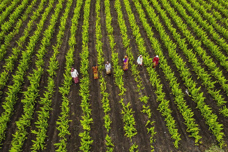 Sustainable Practices: The Shift Towards Regenerative Agriculture