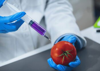 The Impact of Genetically Modified Crops on Modern Farming