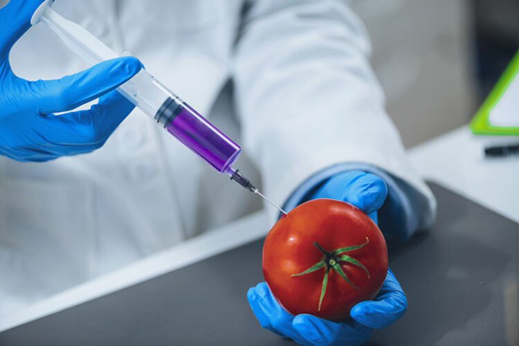 The Impact of Genetically Modified Crops on Modern Farming