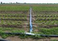 The Rise of Organic Farming in India: Benefits, Challenges, and Future Prospects