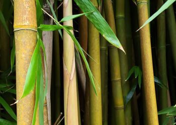 Local Materials, Global Appeal: Harnessing Indigenous Resources for Construction