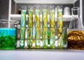 Green alga laboratory research, alternative biofuel energy technology