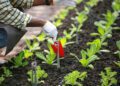 The Rise of Organic Farming in India