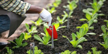 The Rise of Organic Farming in India