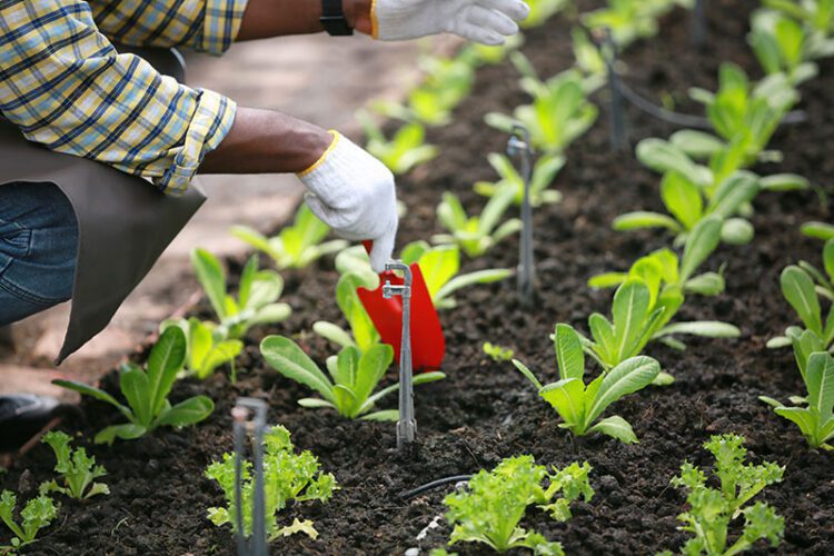 The Rise of Organic Farming in India